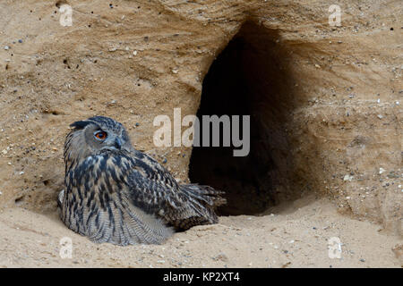 Grand / Owl Bubo bubo Europaeischer Uhu ( ), les jeunes, le mensonge, en appui à l'avant à l'imbrication burrow, paisible, observation de la faune, de l'Europe. Banque D'Images