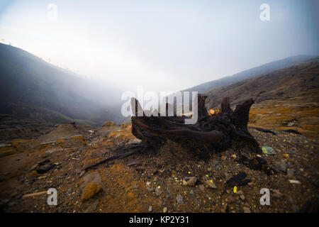 Arbres morts dans Volcan Ijen à Java, Indonésie Banque D'Images