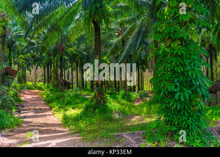 Les bosquets de cocotiers sur une ferme en Thaïlande Banque D'Images