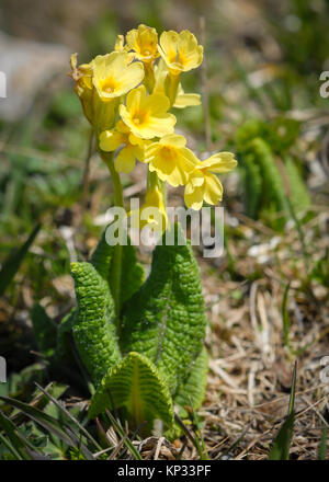 Un oxlip (Primula elatior) dans l'est de montagnes autrichiennes Banque D'Images