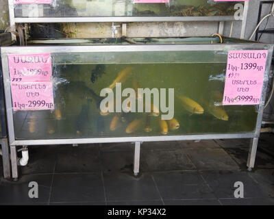 Vie locale dans le réservoir de poissons à vendre dans une boutique des poissonniers le long de la route principale dans la région de Sevan l'Arménie à la banque du lac Sevan Banque D'Images