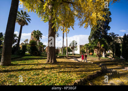 Rome. L'Italie. Feuillage d'automne jaune vif de l'arbre Ginkgo biloba dans les jardins de la Villa aldobrandini. Banque D'Images