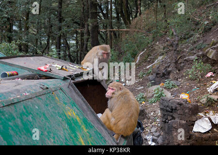 Les singes macaques rhésus les charognards de la nourriture poubelle de Mcleod Ganj, Inde Banque D'Images