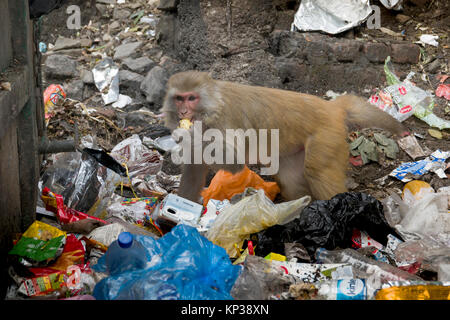 Singe macaque rhésus alimentaire d'évacuation à partir de la poubelle de Mcleod Ganj, Inde Banque D'Images