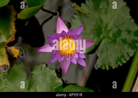 Nénuphar bleu (Nymphaea stellata) Banque D'Images