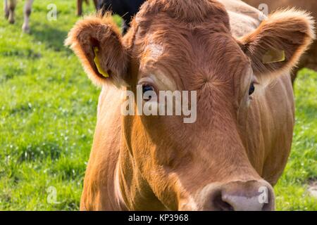 Vache limousine dans un champ agricole britannique Banque D'Images