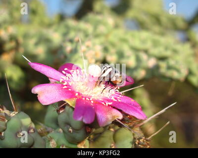 Zoom in bee Banque D'Images