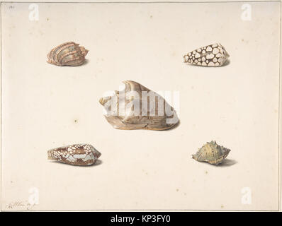 Représentation illustrée de cinq coquillages, mettant en évidence les formes, les textures de surface et les caractéristiques structurelles pour la documentation de l'histoire naturelle. Banque D'Images