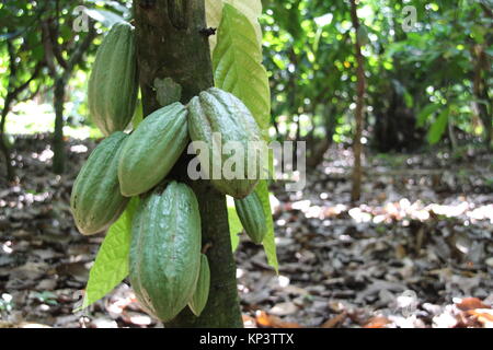 Affiakounou, Côte d'Ivoire. 1er décembre 2017. Les cabosses de cacao qui ne sont pas encore venu accrocher sur un arbre en Affiakounou, Côte d'Ivoire, 1 décembre 2017. La plupart des chocolats à l'Allemagne vient de l'Afrique, où Weste de plus en plus d'enfants travaillent dans les plantations de cacao. Credit : Jürgen Bätz/dpa/Alamy Live News Banque D'Images