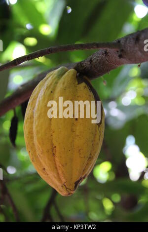 Affiakounou, Côte d'Ivoire. 1er décembre 2017. Les cabosses de cacao qui ne sont pas encore venu accrocher sur un arbre en Affiakounou, Côte d'Ivoire, 1 décembre 2017. La plupart des chocolats à l'Allemagne vient de l'Afrique, où Weste de plus en plus d'enfants travaillent dans les plantations de cacao. Credit : Jürgen Bätz/dpa/Alamy Live News Banque D'Images