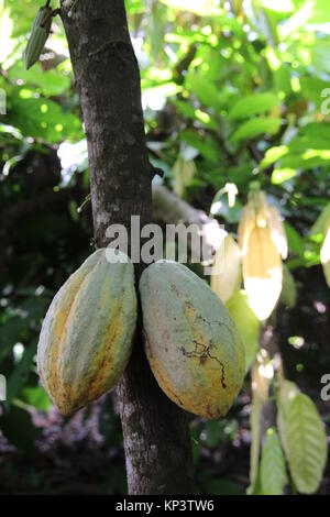 Affiakounou, Côte d'Ivoire. 1er décembre 2017. Les cabosses de cacao qui ne sont pas encore venu accrocher sur un arbre en Affiakounou, Côte d'Ivoire, 1 décembre 2017. La plupart des chocolats à l'Allemagne vient de l'Afrique, où Weste de plus en plus d'enfants travaillent dans les plantations de cacao. Credit : Jürgen Bätz/dpa/Alamy Live News Banque D'Images