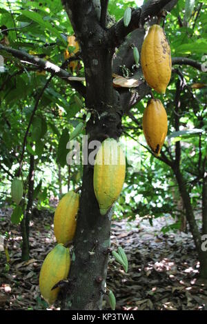 Affiakounou, Côte d'Ivoire. 1er décembre 2017. Les cabosses de cacao qui ne sont pas encore venu accrocher sur un arbre en Affiakounou, Côte d'Ivoire, 1 décembre 2017. La plupart des chocolats à l'Allemagne vient de l'Afrique, où Weste de plus en plus d'enfants travaillent dans les plantations de cacao. Credit : Jürgen Bätz/dpa/Alamy Live News Banque D'Images