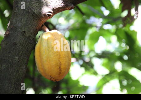 Affiakounou, Côte d'Ivoire. 1er décembre 2017. Les cabosses de cacao qui ne sont pas encore venu accrocher sur un arbre en Affiakounou, Côte d'Ivoire, 1 décembre 2017. La plupart des chocolats à l'Allemagne vient de l'Afrique, où Weste de plus en plus d'enfants travaillent dans les plantations de cacao. Credit : Jürgen Bätz/dpa/Alamy Live News Banque D'Images