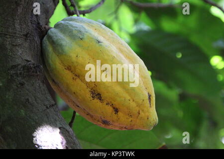 Affiakounou, Côte d'Ivoire. 1er décembre 2017. Les cabosses de cacao qui ne sont pas encore venu accrocher sur un arbre en Affiakounou, Côte d'Ivoire, 1 décembre 2017. La plupart des chocolats à l'Allemagne vient de l'Afrique, où Weste de plus en plus d'enfants travaillent dans les plantations de cacao. Credit : Jürgen Bätz/dpa/Alamy Live News Banque D'Images