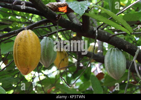 Affiakounou, Côte d'Ivoire. 1er décembre 2017. Les cabosses de cacao qui ne sont pas encore venu accrocher sur un arbre en Affiakounou, Côte d'Ivoire, 1 décembre 2017. La plupart des chocolats à l'Allemagne vient de l'Afrique, où Weste de plus en plus d'enfants travaillent dans les plantations de cacao. Credit : Jürgen Bätz/dpa/Alamy Live News Banque D'Images