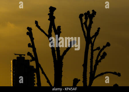 Londres, Royaume-Uni. 14 Décembre, 2017. Ciel de couleur orange au lever du soleil, dans le nord de Londres jette une silhouette d'arbre et de construction Crédit : Dinendra Haria/Alamy Live News Banque D'Images