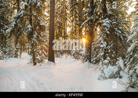 Beau paysage d'hiver avec la forêt et le coucher du soleil. L'hiver paysage rural avec de la neige et des sapins en bois. Soirée d'hiver glacial du soleil en conife Banque D'Images