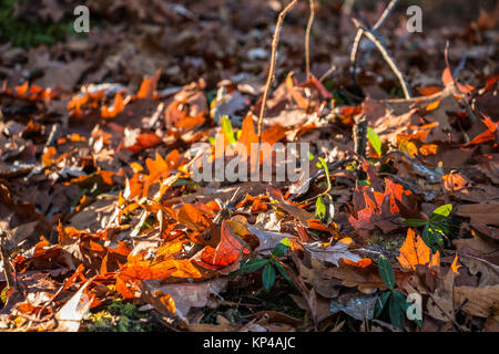 Les feuilles marron tombé au milieu de la forêt Banque D'Images