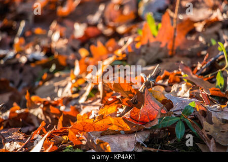 Les feuilles marron tombé au milieu de la forêt Banque D'Images