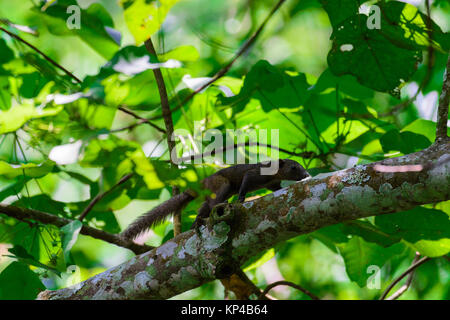 Callosciurus caniceps marche sur une branche dans les bois. Banque D'Images