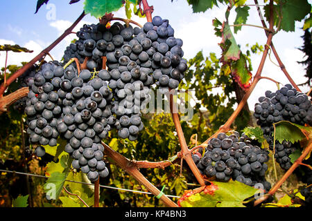 Superbe grande grappe de raisin Sangiovese mûr sur la vigne en Toscane. Banque D'Images