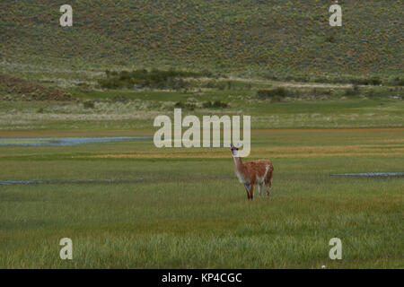 Guanaco (Lama guanicoe) pâturage sur une prairie inondée en Valle Chacabuco, le nord de la Patagonie, au Chili. Banque D'Images