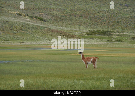 Guanaco (Lama guanicoe) pâturage sur une prairie inondée en Valle Chacabuco, le nord de la Patagonie, au Chili. Banque D'Images