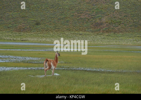 Guanaco (Lama guanicoe) pâturage sur une prairie inondée en Valle Chacabuco, le nord de la Patagonie, au Chili. Banque D'Images