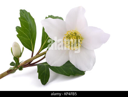 L'hellébore fleur (rose de Noël) isolated on white Banque D'Images