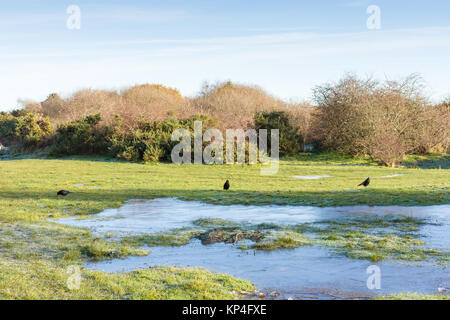 Les hivers ensoleillés sur paysage commun Turbary, Dorset, Royaume-Uni Banque D'Images