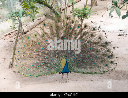 Les jeunes avec le paon plumes dehors pour montrer à la femelle dans le zoo local. Banque D'Images