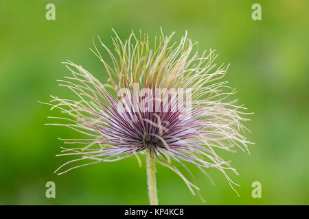 L'usine de fructification / seedhead Alpine pasqueflower Pulsatilla anémone / Alpine (alpina) indigènes de la chaîne de montagne de l'Europe centrale et du sud Banque D'Images