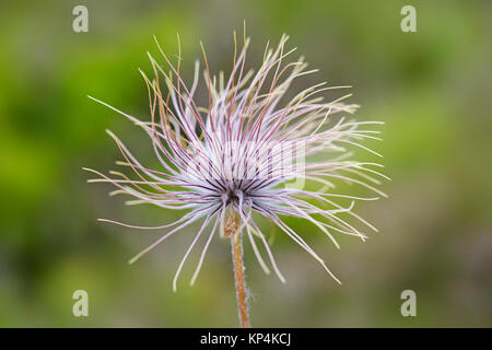 L'usine de fructification / seedhead Alpine pasqueflower Pulsatilla anémone / Alpine (alpina) indigènes de la chaîne de montagne de l'Europe centrale et du sud Banque D'Images