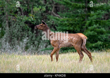 Wapiti Wapiti (Cervus canadensis / veau) dans les prairies en été, Jasper National Park, Alberta, Canada Banque D'Images