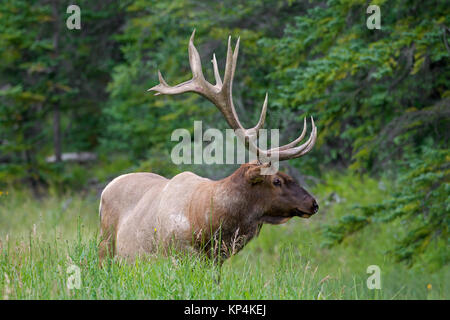 Wapiti Wapiti (Cervus canadensis / bull) avec d'énormes bois en été, Jasper National Park, Alberta, Canada Banque D'Images