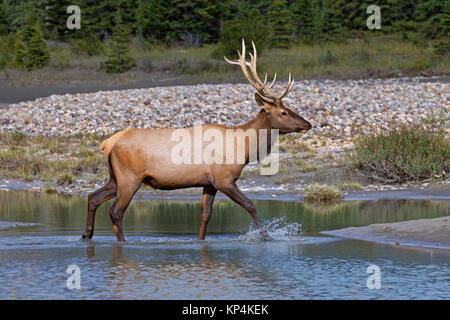 Wapiti Wapiti (Cervus canadensis /) bull crossing river en été, Jasper National Park, Alberta, Canada Banque D'Images