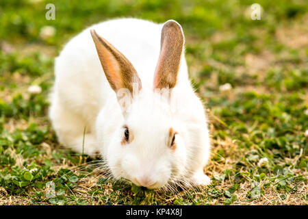 Lapin (Oryctolagus cuniculus) assis sur l'herbe verte Banque D'Images