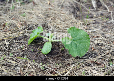 Les jeunes bourgeons de courgettes sur le lit Banque D'Images