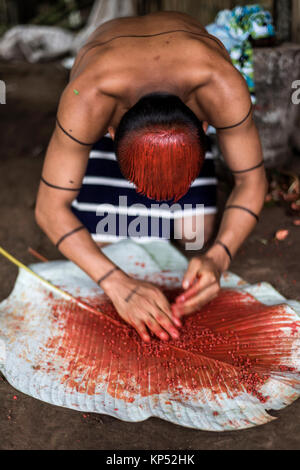 SANTO DOMINGO, l'Équateur, le 26 janvier 2015 : Indian man (Los Colorados Tsáchila) tribu dans les peintures vêtements jus cheveux achiote plantes à des fins rituelles, le 26 janvier 2015 à Saint-Domingue, Los Rios, Equateur Banque D'Images