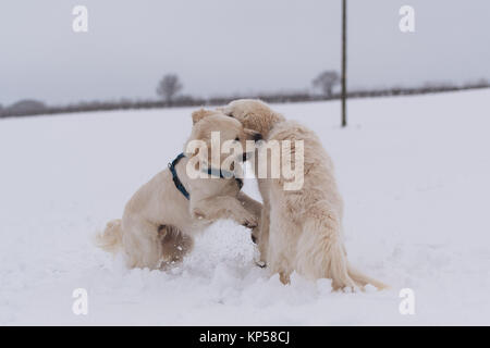 Deux golden retrievers jouer-combats dans la neige dans le Hertfordshire, en Angleterre. Banque D'Images