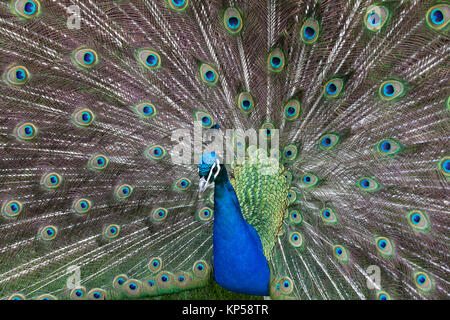 Close up of peacock montrant ses belles plumes Banque D'Images