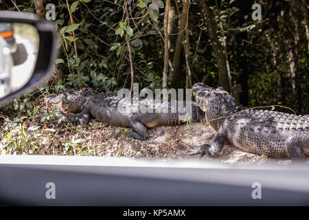 Alligator se reposant près de la route. Deux alligators couchés sur la route dans le parc national des Everglades, en Floride Banque D'Images