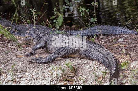 Alligator se reposant près de la route. Deux alligators couchés sur la route dans le parc national des Everglades, en Floride Banque D'Images