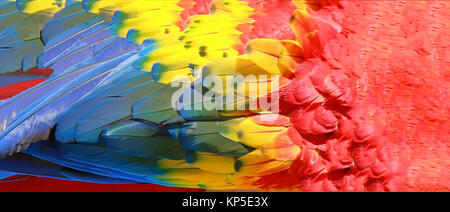 Des plumes de perroquet, rouge, jaune et bleu texture exotique Banque D'Images