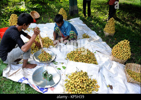 NARSINGDI, BANGLADESH-Juin 10, 2016 agriculteurs du Bangladesh : recueillir et court au raisin birman Narsingdi, près de Dhaka. Dans Lotkon ou raisin birmans je Bangla Banque D'Images