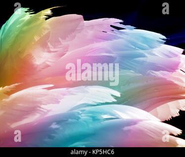 De belles plumes du cygne muet avec les couleurs arc-en-ciel ajoutée Banque D'Images