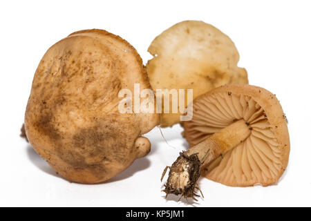 Marasmius oreades, la Scotch Bonnet, est aussi connu sous le nom de conte de fée ou champignons anneau ring champignon. Champignon comestible isolé sur fond blanc. Banque D'Images