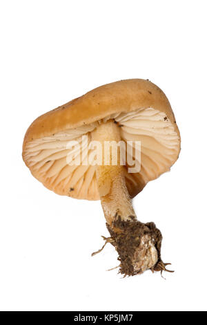 Marasmius oreades, la Scotch Bonnet, est aussi connu sous le nom de conte de fée ou champignons anneau ring champignon. Champignon comestible isolé sur fond blanc. Banque D'Images