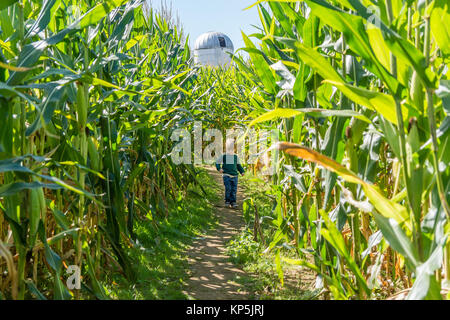 Jeune Bébé Garçon jouant dans Labyrinthe de maïs sur l'exploitation agricole au cours de l'automne saison d'automne Banque D'Images