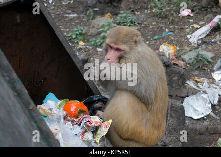 Singe macaque rhésus alimentaire d'évacuation à partir de la poubelle de Mcleod Ganj, Inde Banque D'Images